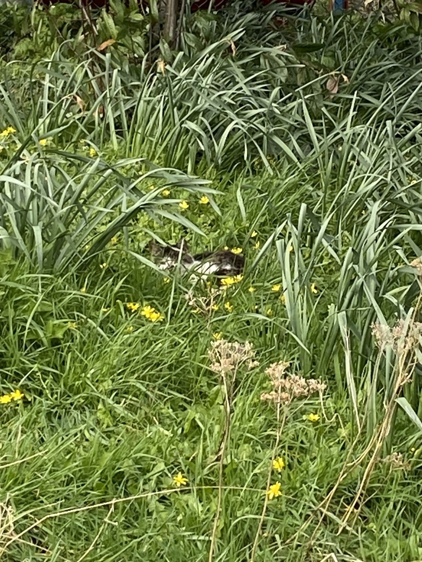 A grey and white tabby cat, mostly hidden in long grass.